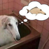 borzoi thinking about fish