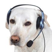 dog with telemarketing headphones